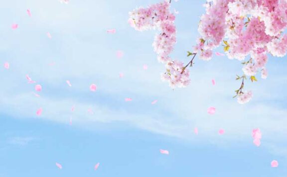 粉色樱花天空手机壁纸背景素材 (psd)