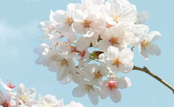 蓝天樱花手机壁纸背景素材 (psd)