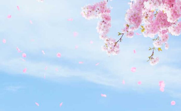 粉色樱花天空手机壁纸背景素材 (psd)