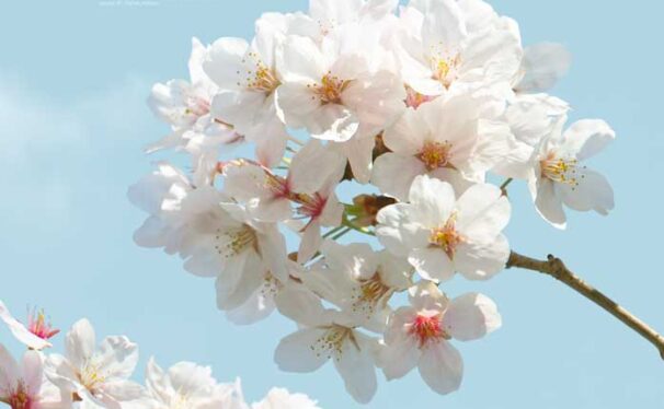 蓝天樱花手机壁纸背景素材 (psd)