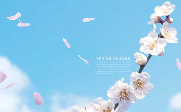 白色蓝天春季樱花手机壁纸背景素材 (psd)