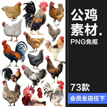 73款公鸡母鸡卡通家禽装饰元素后期合成图形图标PNG免抠透明图片素材