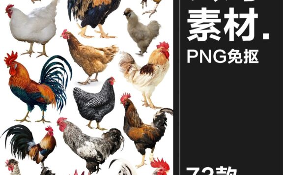 73款公鸡母鸡卡通家禽装饰元素后期合成图形图标PNG免抠透明图片素材