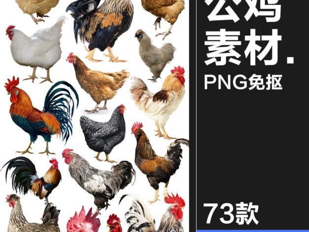 73款公鸡母鸡卡通家禽装饰元素后期合成图形图标PNG免抠透明图片素材